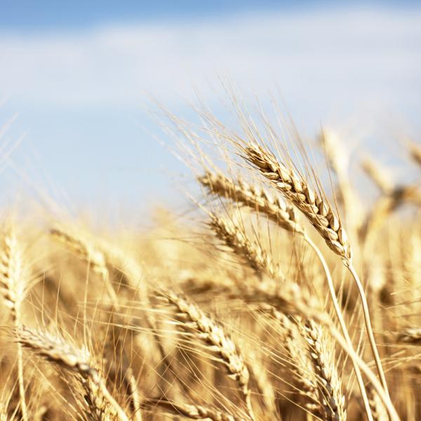 Wheat