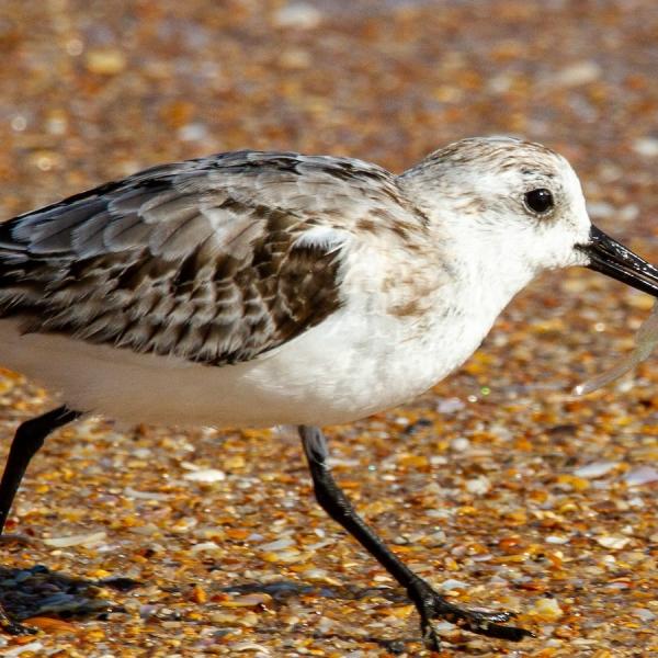 bird with plastic in its beak