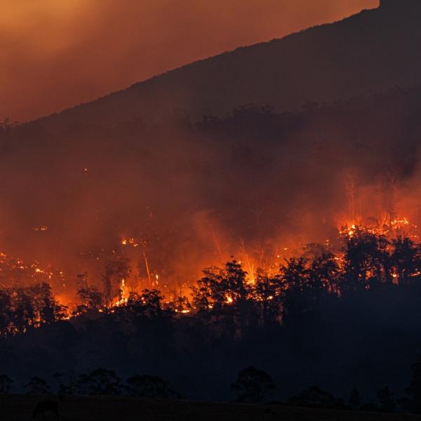 bushfire