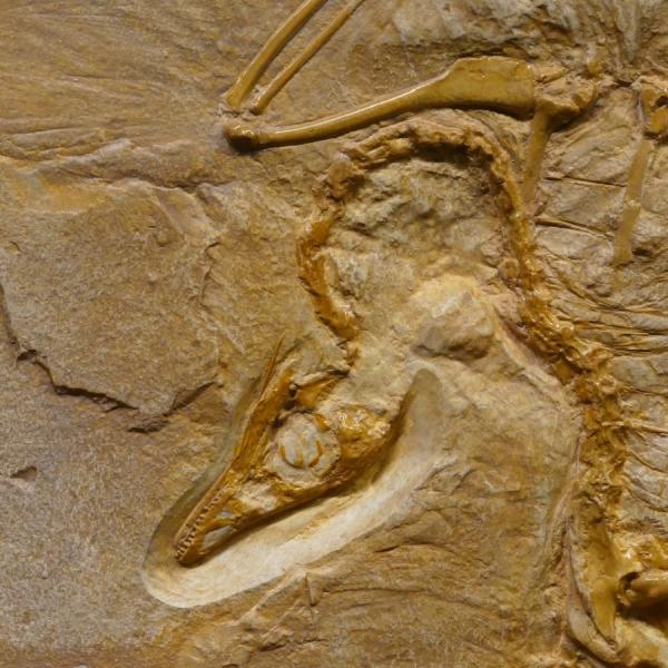 dinosaur fossil