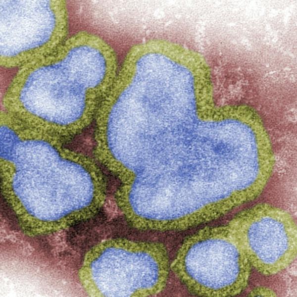 flu virus
