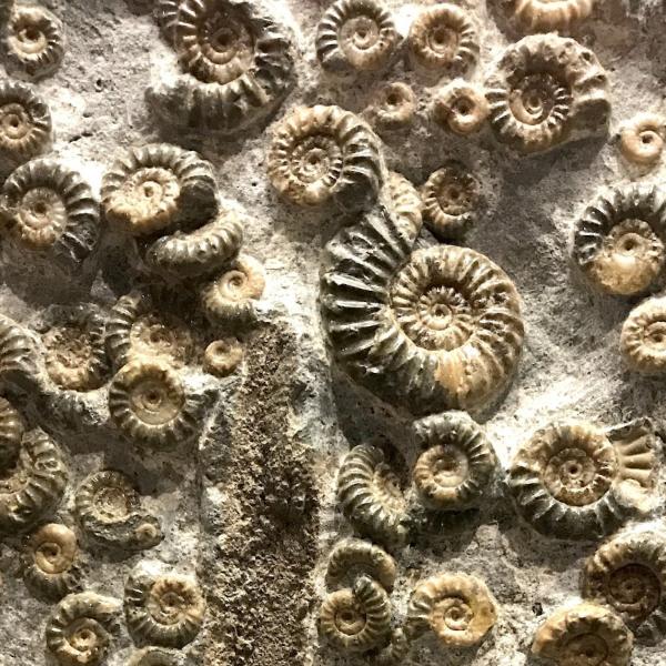 fossils