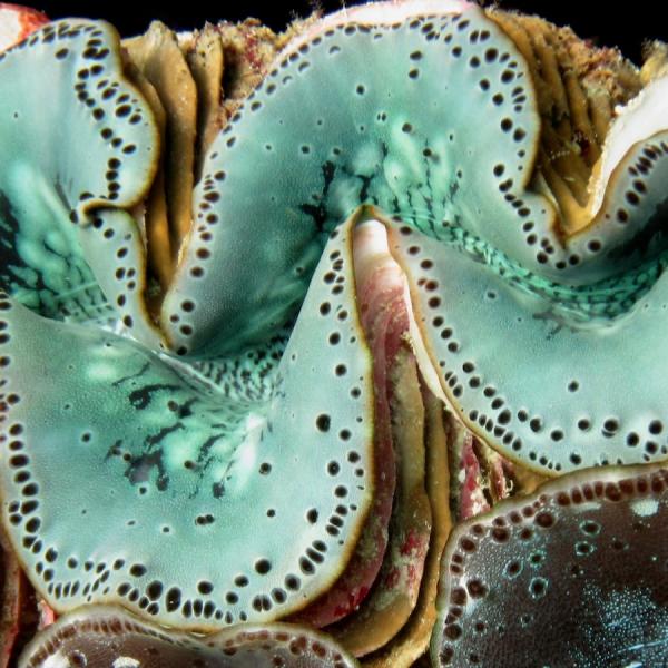 giant clams