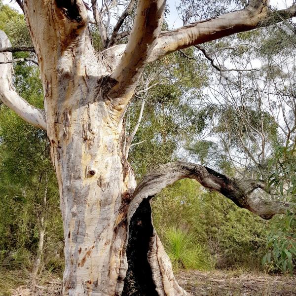 Gumtree