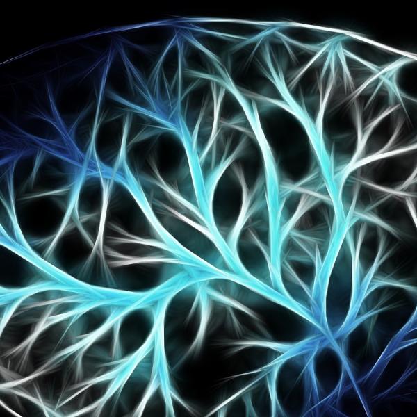human brain