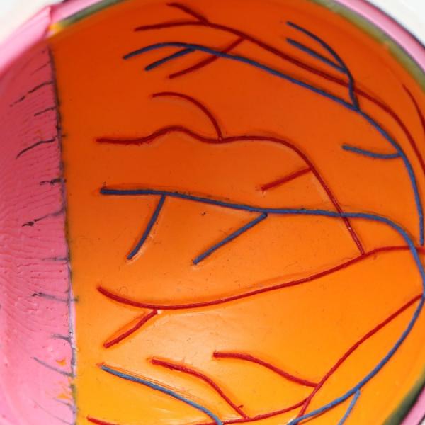 human eye