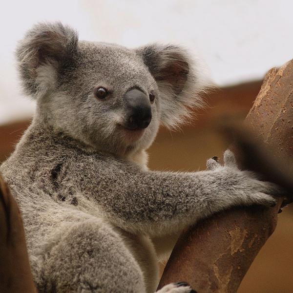 koala