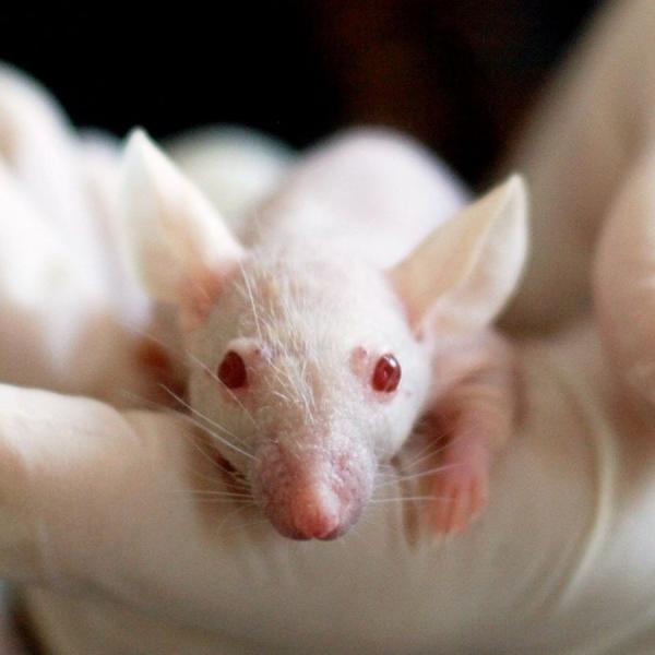 laboratory mouse