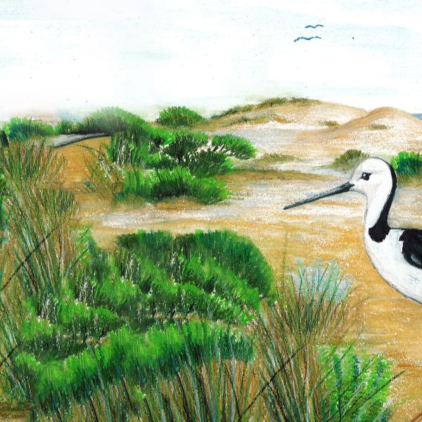 shorebirds pied stilt