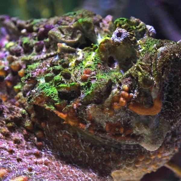 stonefish