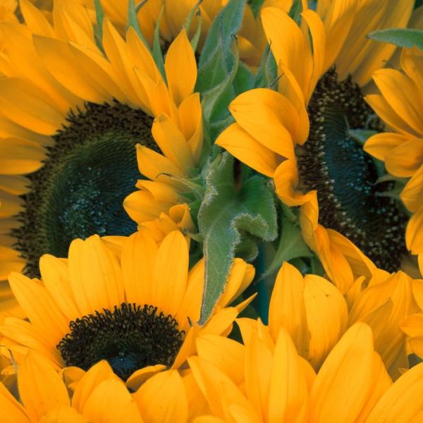 sunflowers