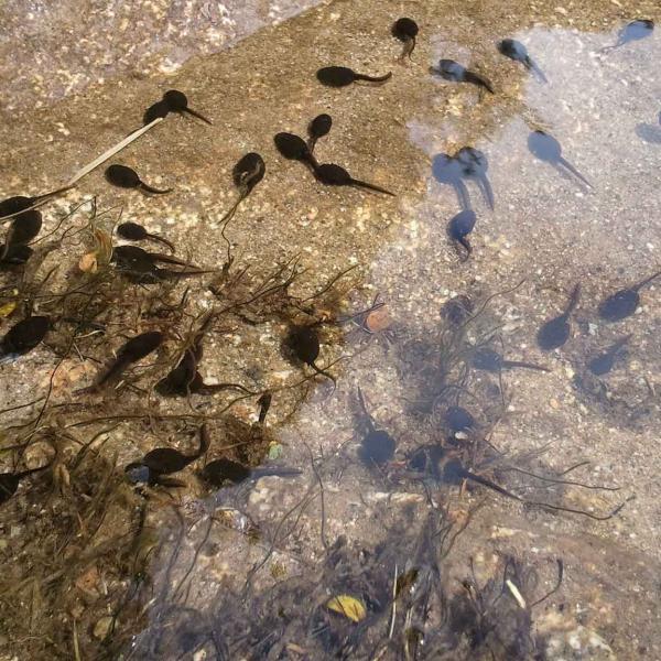 Tadpoles