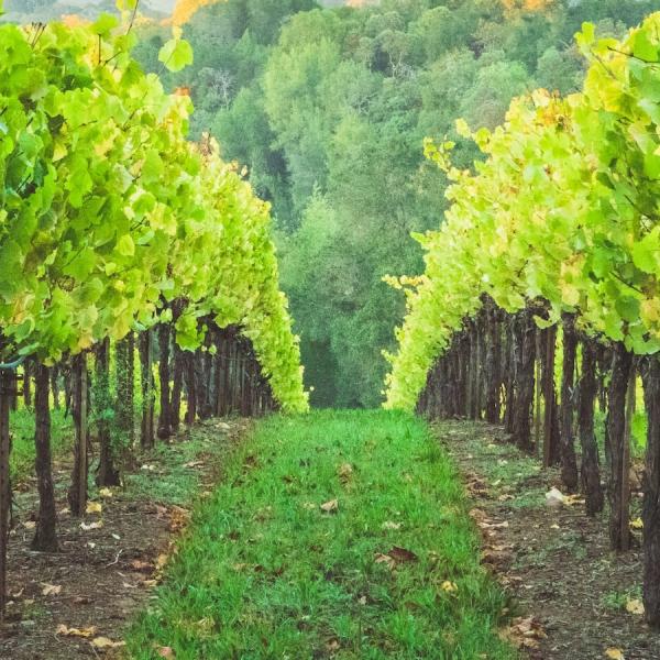 vineyard