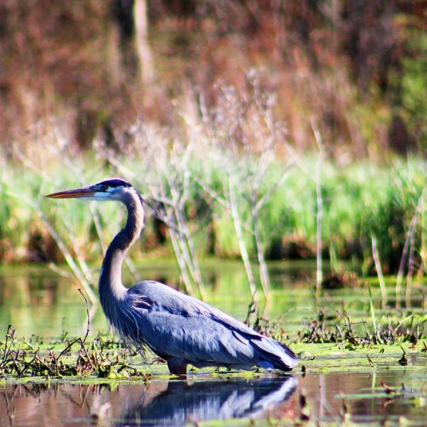 wetlands