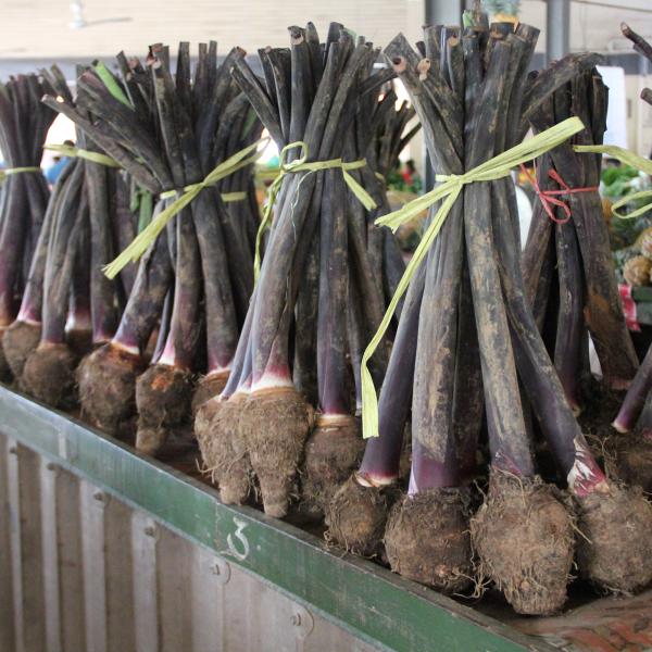 Yam crop