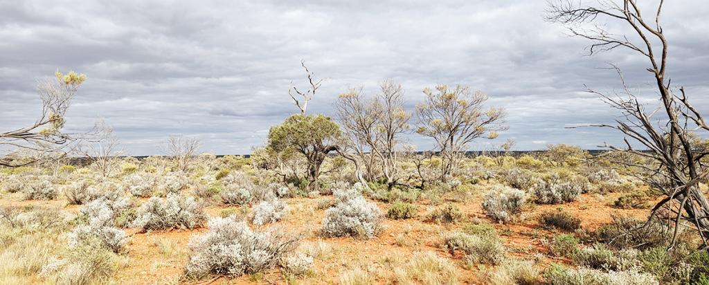 Australian outback