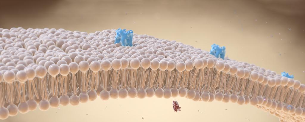 Surface of cell membrane