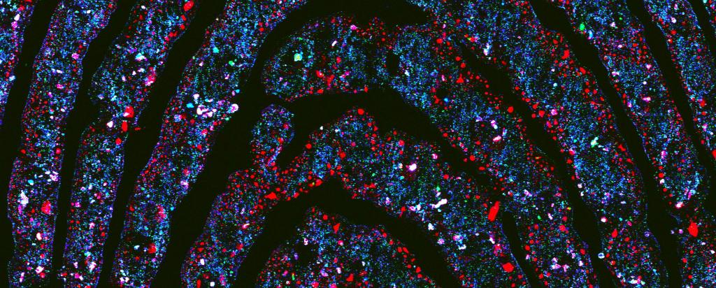 Analysis of fingerprints with synchrotron techniques provides a complete picture