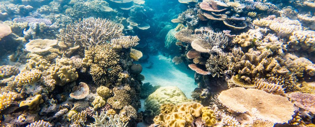 Coral Great Barrier Reef