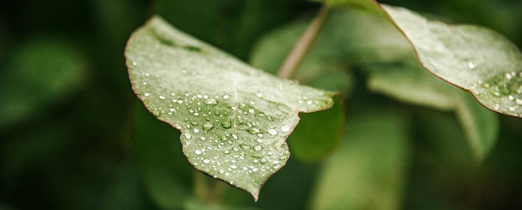 Eucalyptus leaves