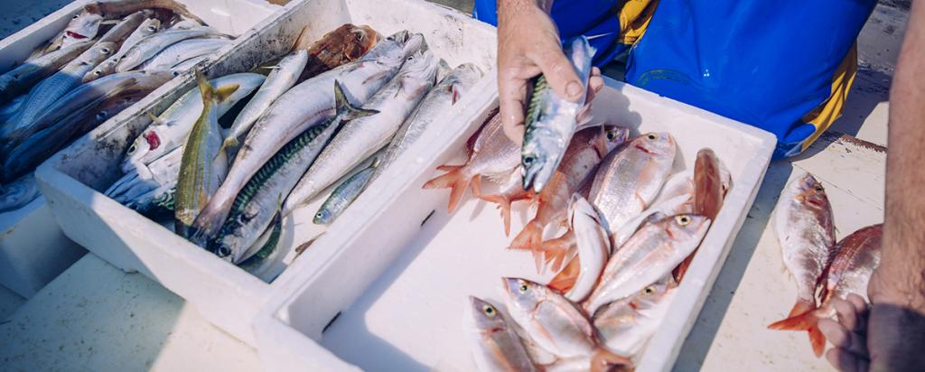 Fisherman with catch