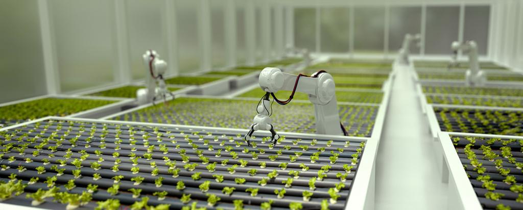 Robots growing lettuce