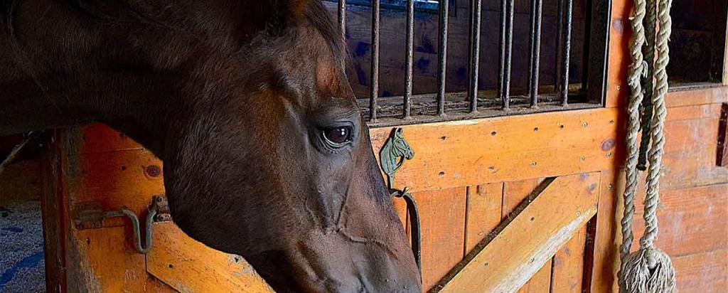 Horse