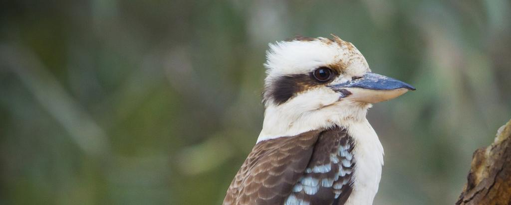 Kookaburra