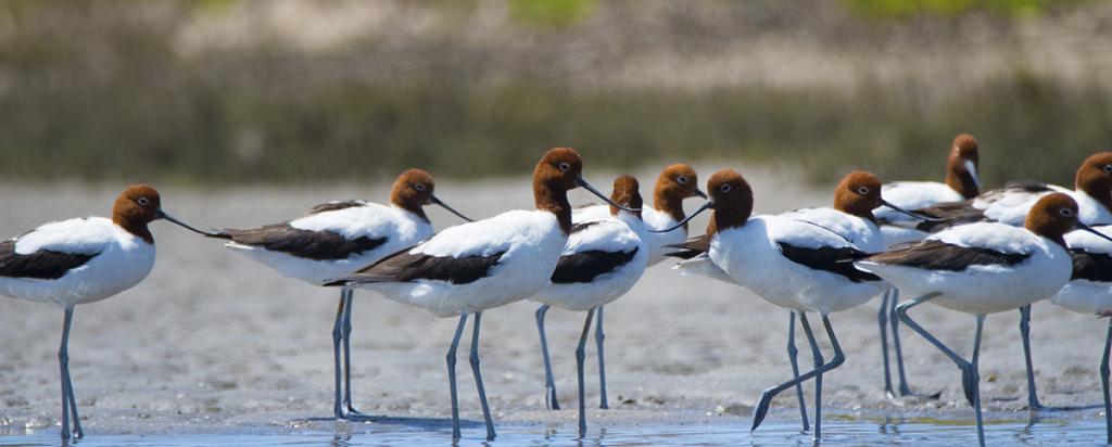 Migratory water birds