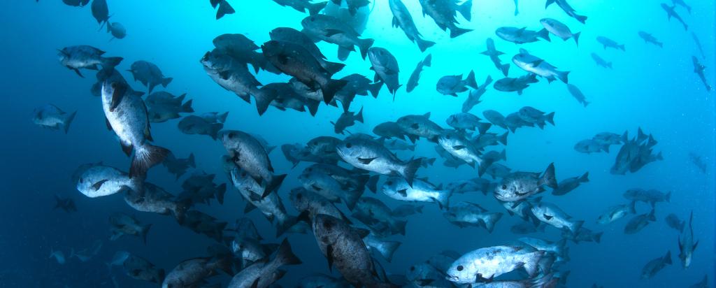 Ocean fish