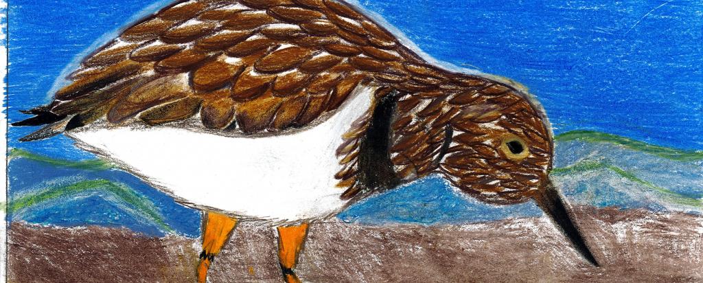 Shorebird winning entry 2018