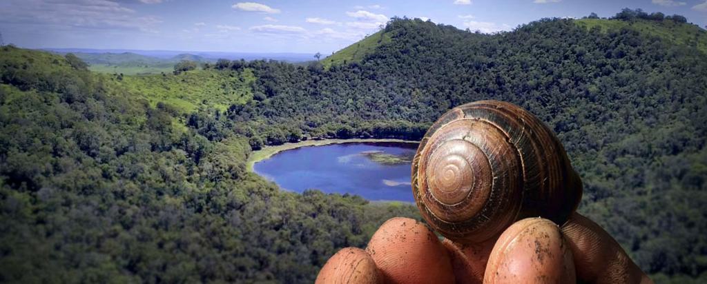 Snail banner