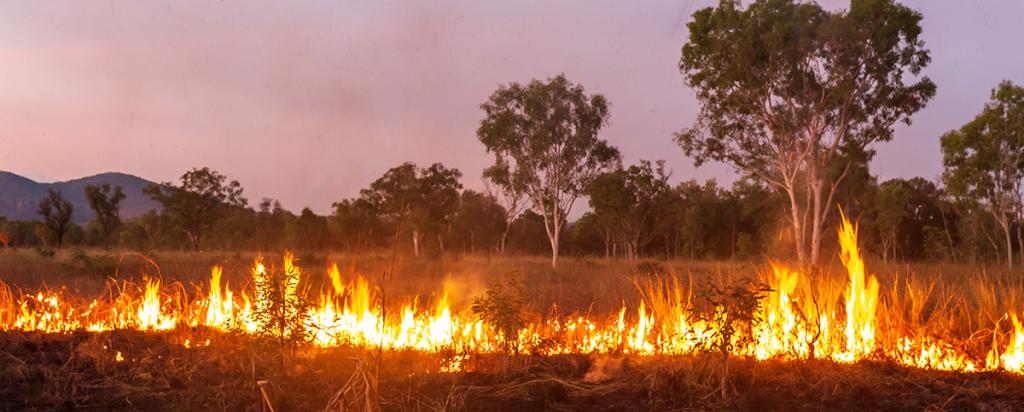 Traditional burning Kimberley