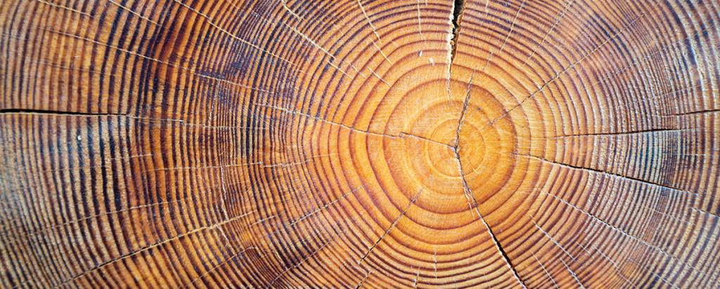 Tree rings radiocarbon dating