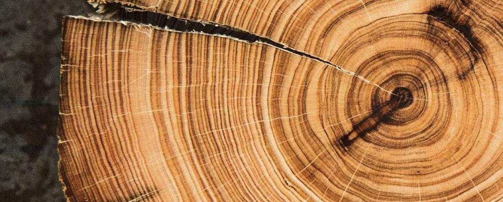 Tree rings