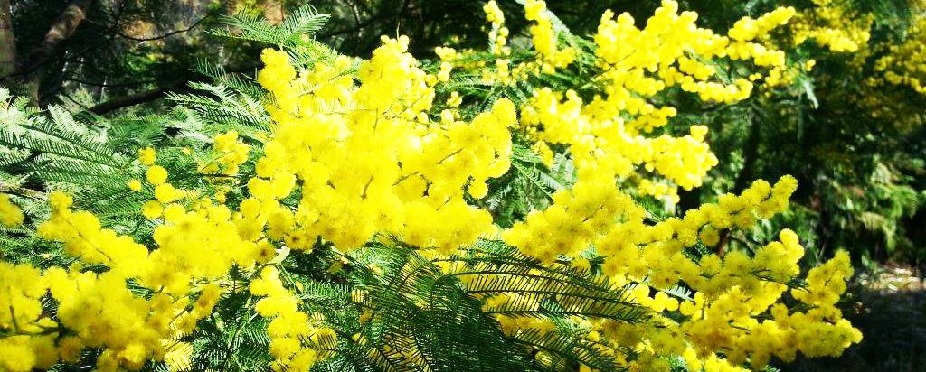 Wattle