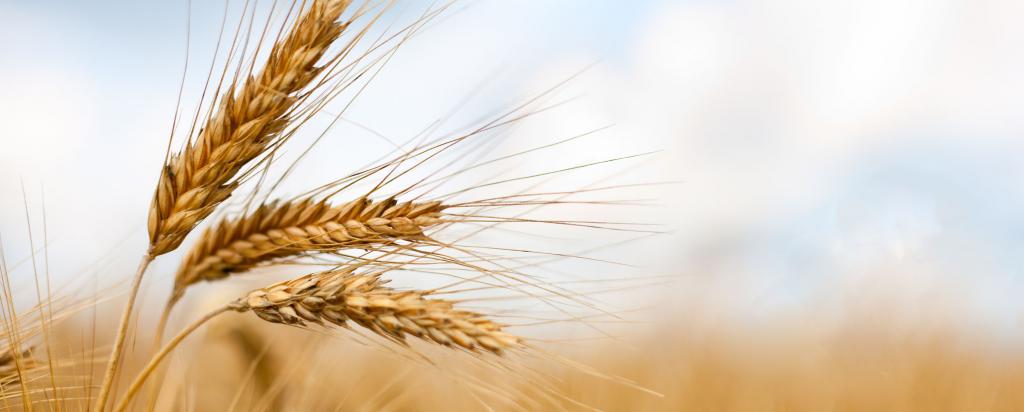 Wheat