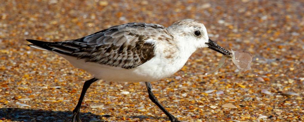 bird with plastic in its beak