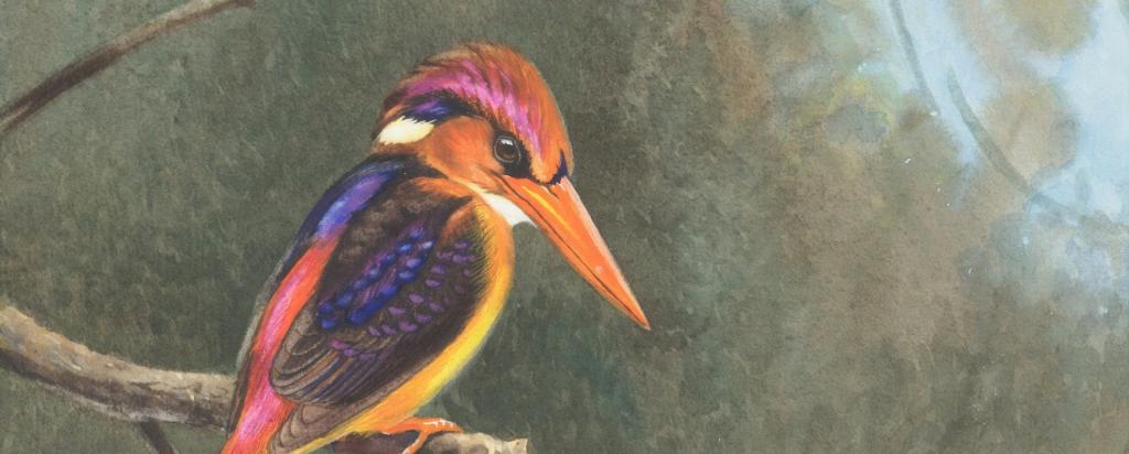 drawing of a bird