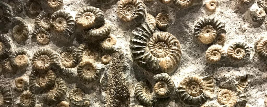 fossils