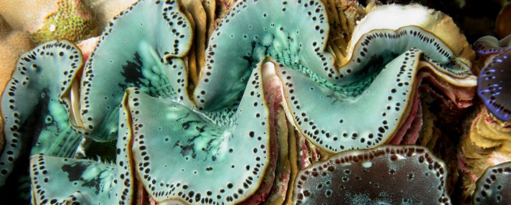 open giant clam