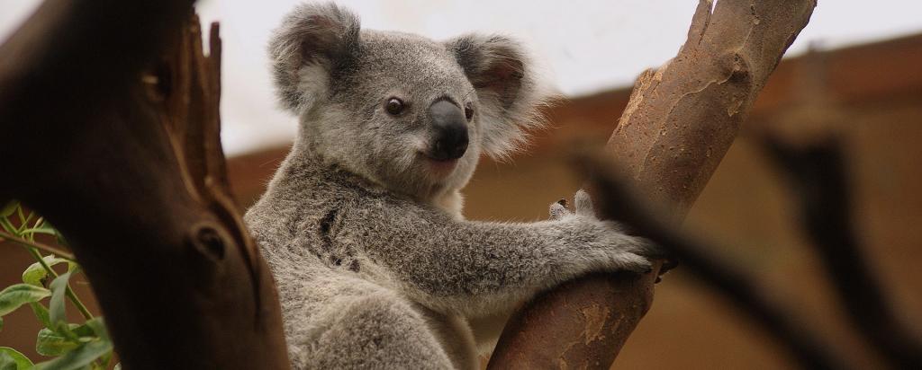 koala