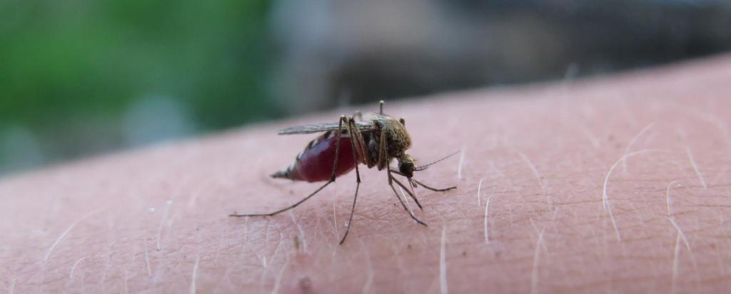 malaria
