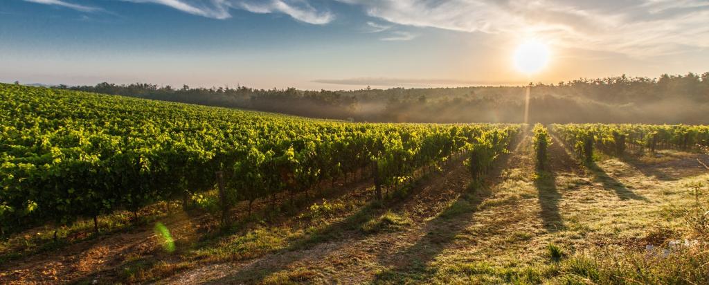 stock image or farm land at sunset