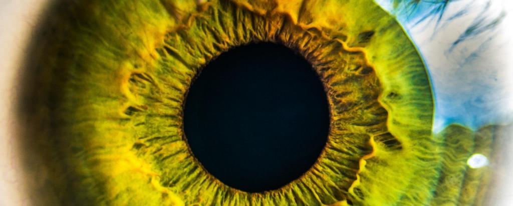 retina of eye