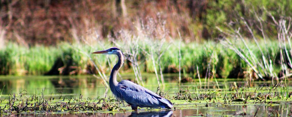 wetlands