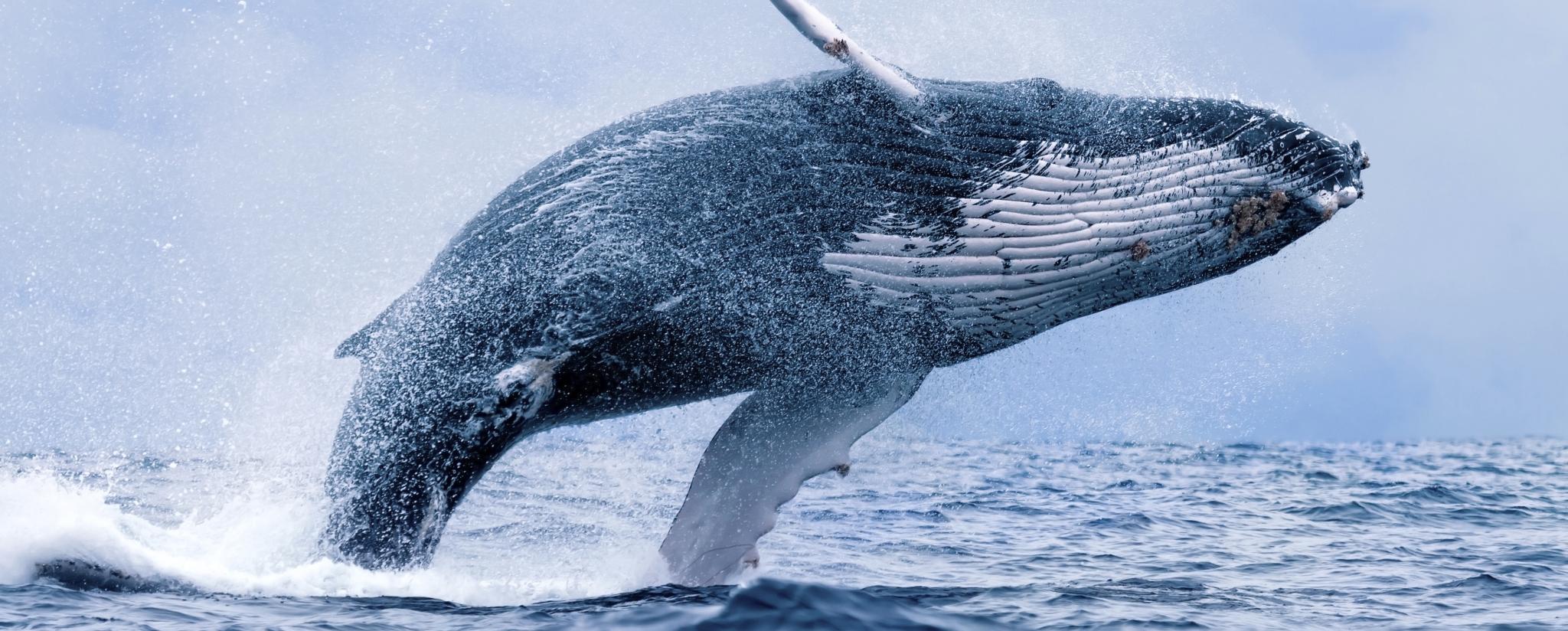 Using ocean water to understand feeding habits of Humpback Whales | ANSTO