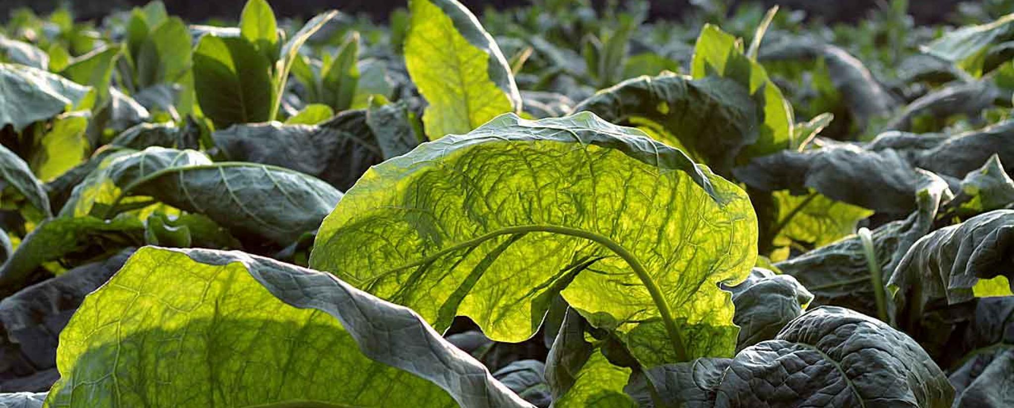 tobacco odor removal service Tobacco Smoke Odor Removal from Carpets in Cincinnati, OH