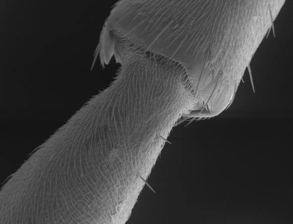 Ant antenna magnified 331x