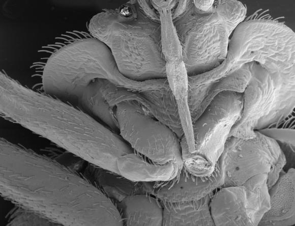 Underside of Beetle Flea head magnified 120x